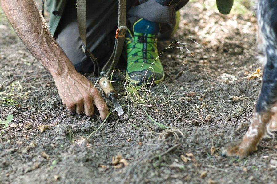 Langhe: Truffle Hunting Experience - How the dog finds black and white truffles