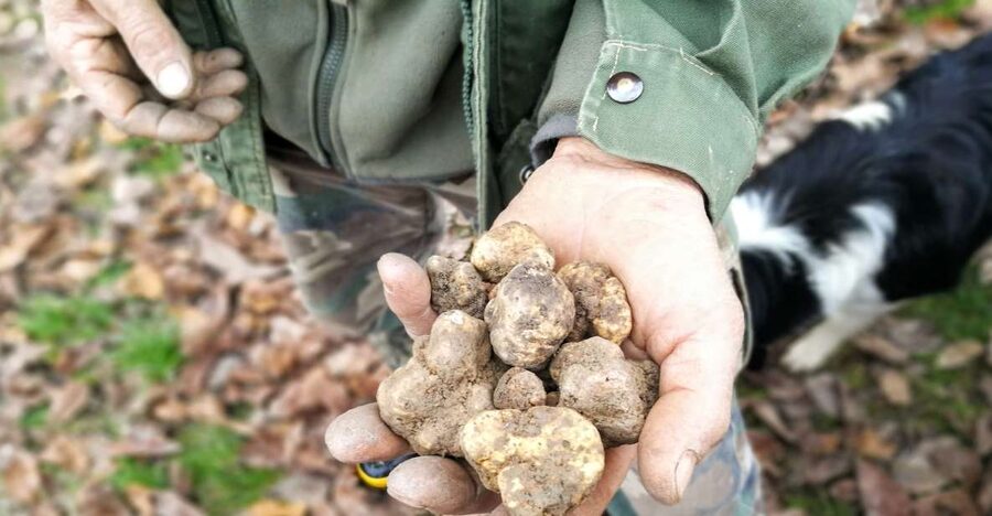Langhe: Truffle Hunting Experience - What the short 1.5-hour option includes