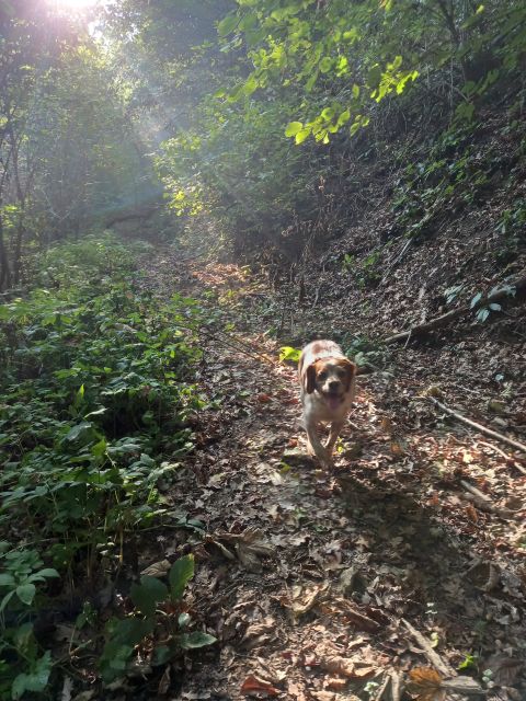 Langhe: Truffle Hunting Experience - Why the 3.5-hour version adds value
