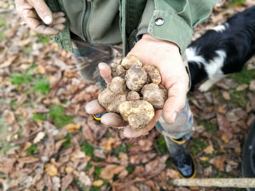 Langhe: Truffle Hunting Experience - Price, truffle purchases, and fair value