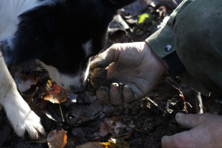 Langhe: Truffle Hunting Experience - Clothing, terrain, and the practical reality