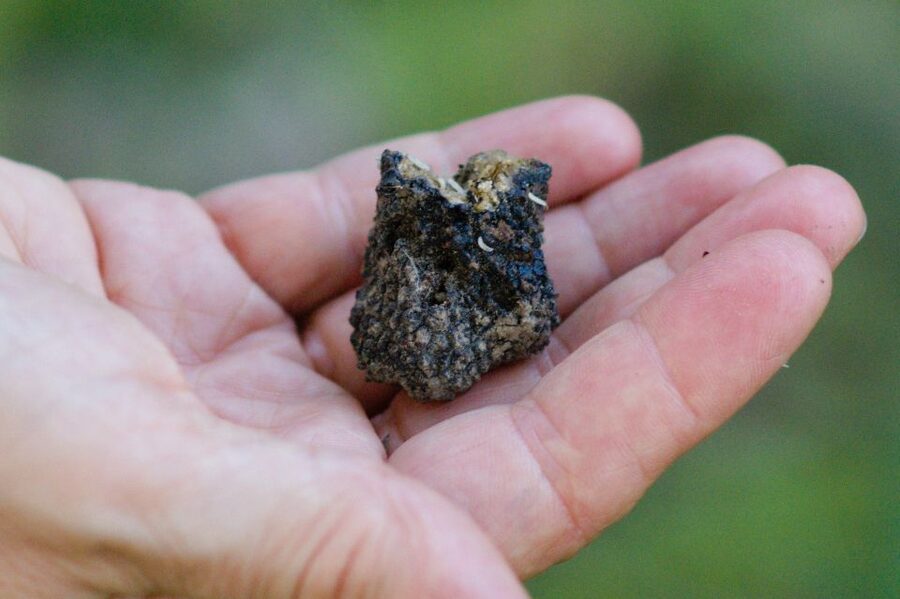 Langhe: Truffle Hunting Experience - Meeting in Alba and driving to the woods