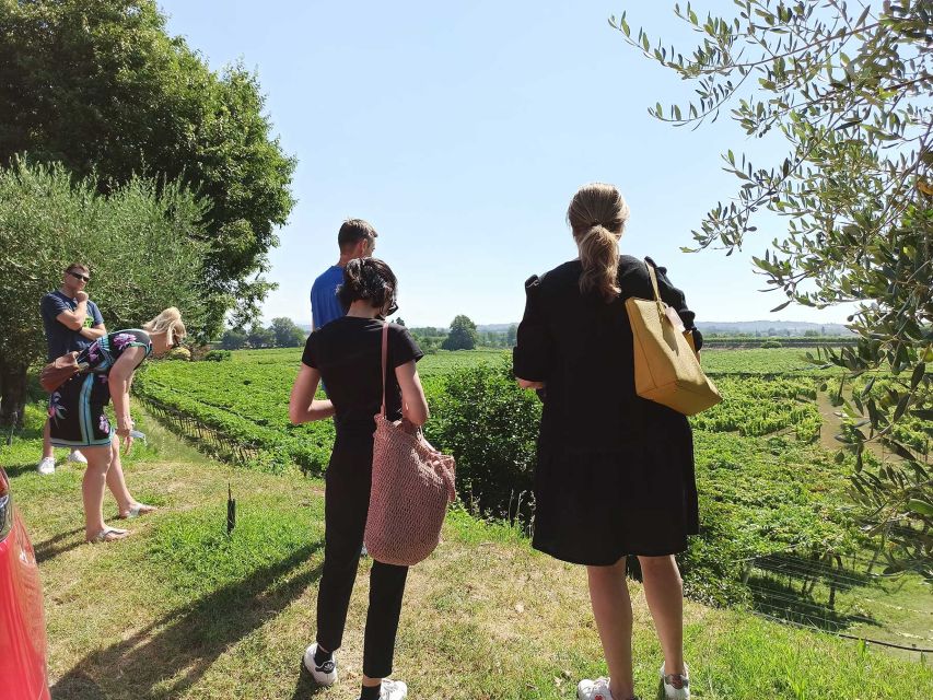 Lazise: Winery Tour with Garda Wines and Food Tasting - From Grape Planting to the First Pour