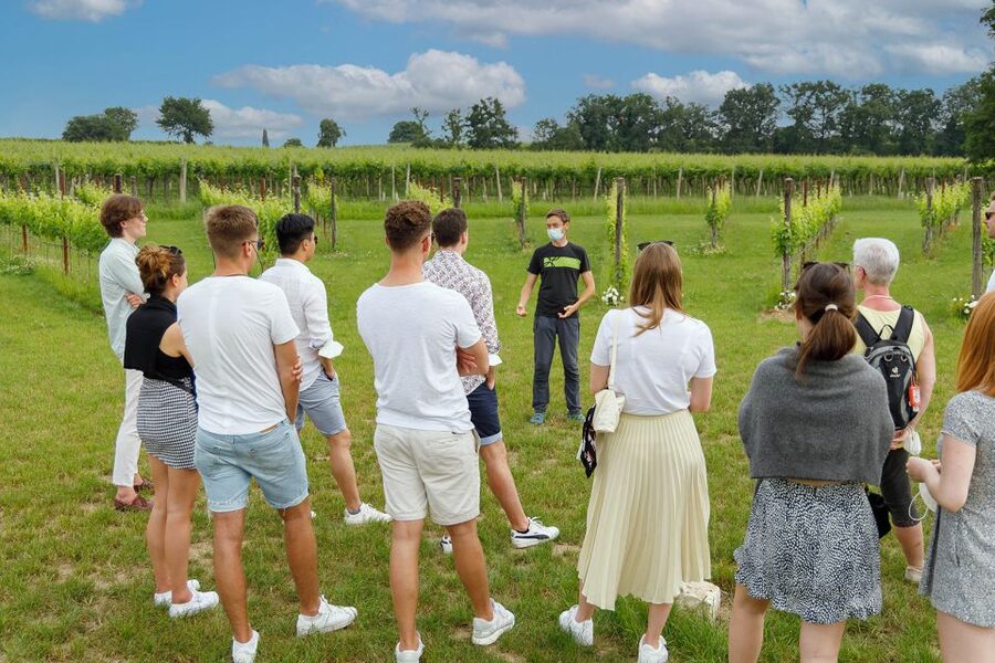 Lazise: Winery Tour with Garda Wines and Food Tasting - Bringing Children and Non-Drinkers