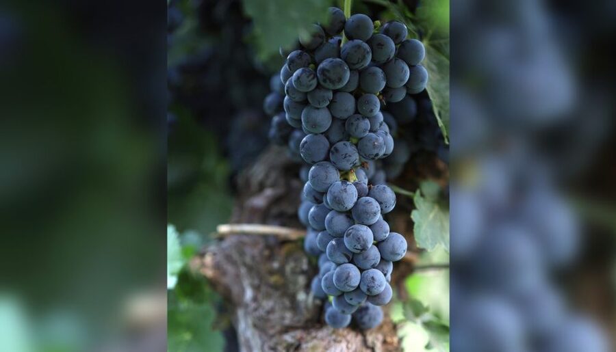 Lucca: Guided Winery Tour with Wine Tasting - A small Tuscan winery outside Lucca