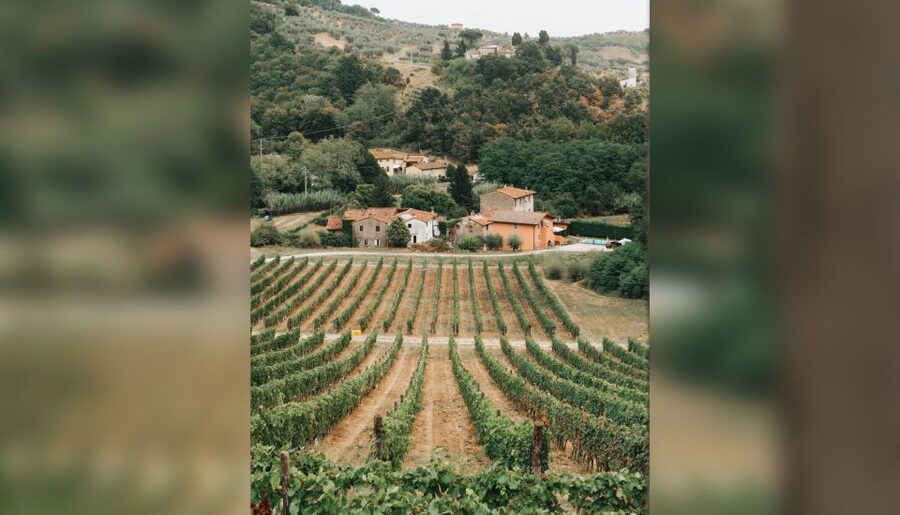 Lucca: Guided Winery Tour with Wine Tasting - Tasting wine and olive oil on the terrace