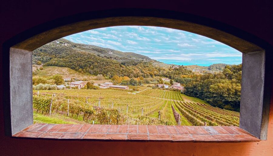 Lucca: Guided Winery Tour with Wine Tasting - The guides make a real difference