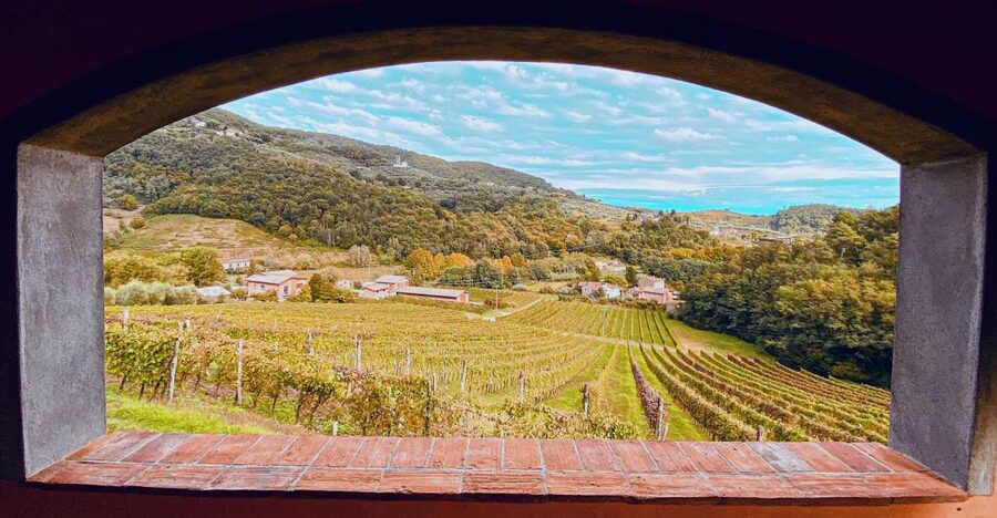 Lucca: Guided Winery Tour with Wine Tasting - Timing, weather, and accessibility