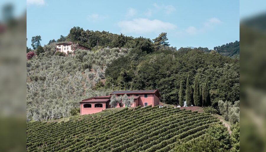 Lucca: Guided Winery Tour with Wine Tasting - Who will enjoy this Lucca wine tour