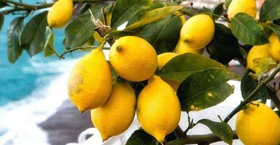 Maiori: Amalfi Coast Path of Lemons Day Trip with Tastings - Key points to know before you book