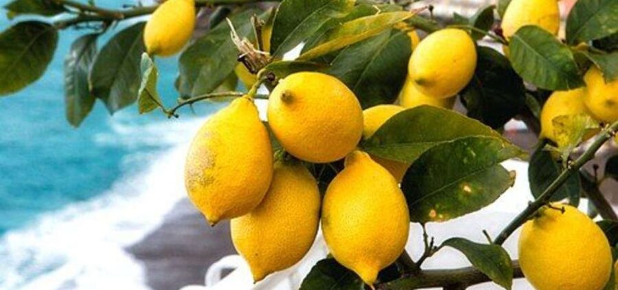 Maiori: Amalfi Coast Path of Lemons Day Trip with Tastings - Why the Path of Lemons feels different