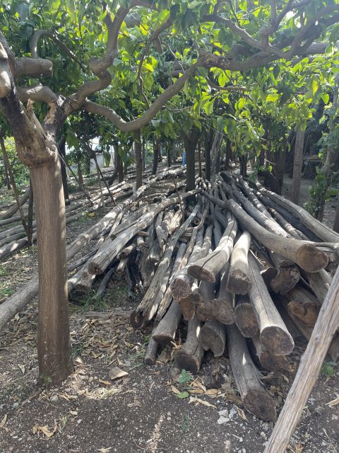 Maiori: Amalfi Coast Path of Lemons Day Trip with Tastings - How good is the value at $59?