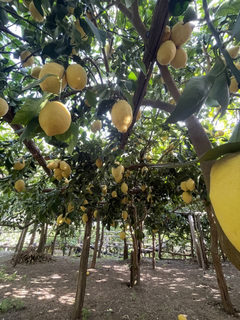 Maiori: Amalfi Coast Path of Lemons Day Trip with Tastings - Who will enjoy this walk most?