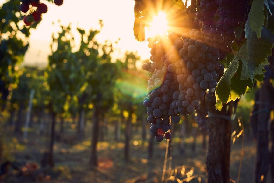 Montalcino: Brunello Wine Tasting & Lunch in a Tuscan Castle - Should you book Castello Tricerchi?