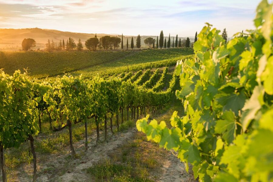 Montalcino: Brunello Wine Tasting & Lunch in a Tuscan Castle - How the 90 minutes usually feels