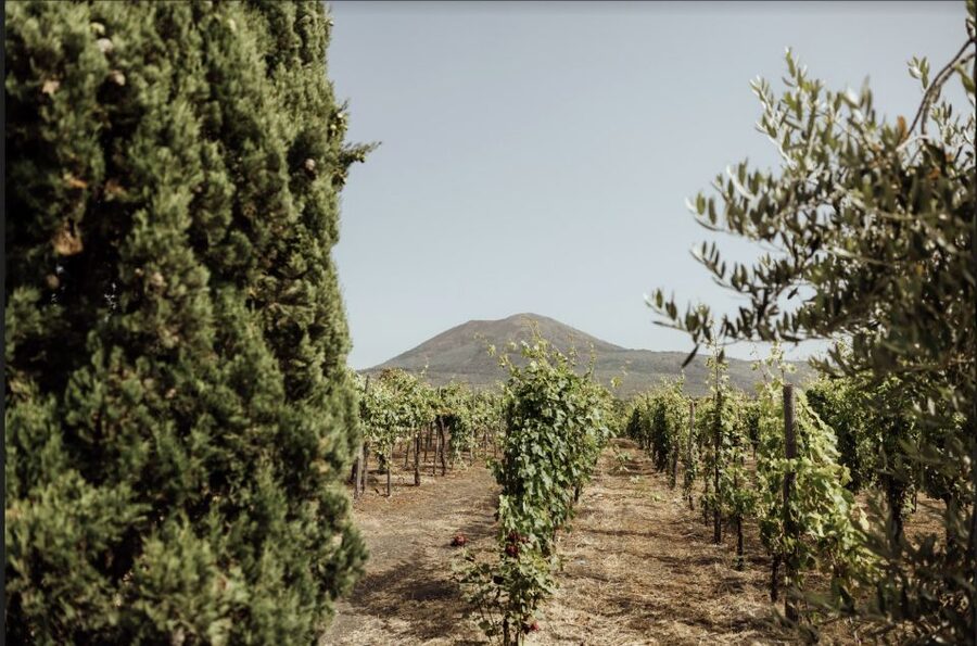 Mount Vesuvius: Vineyard Tour with Wine Tasting and Lunch - A Vesuvius winery visit built around lunch
