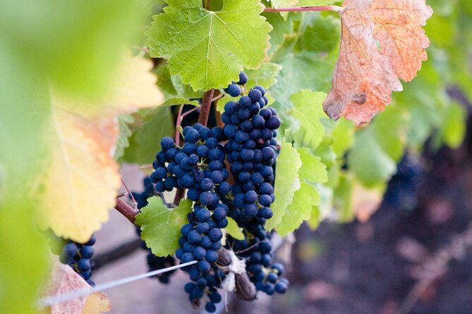 Mt Etna and Wine tasting tour from Catania - The morning pickup from Catania