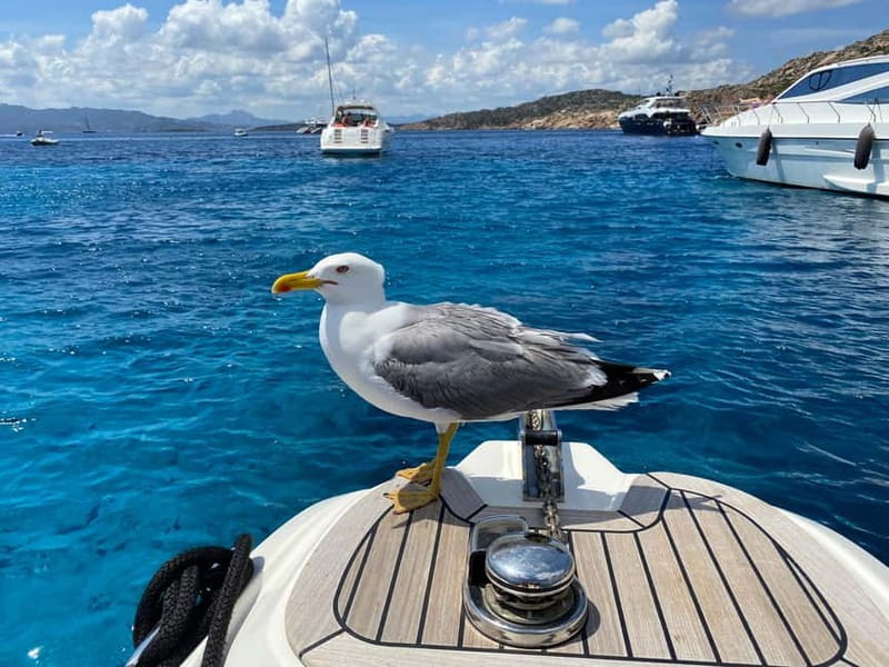 Olbia: Boat tour to watch Dolphins and snorkeling - Looking for bottlenose dolphins around Capo Figari