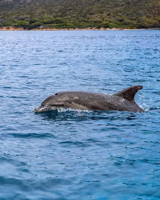 Olbia: Boat tour to watch Dolphins and snorkeling - An aperitif with local character