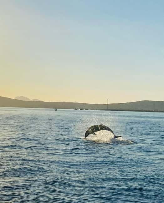 Olbia: Boat tour to watch Dolphins and snorkeling - How the timing and logistics work