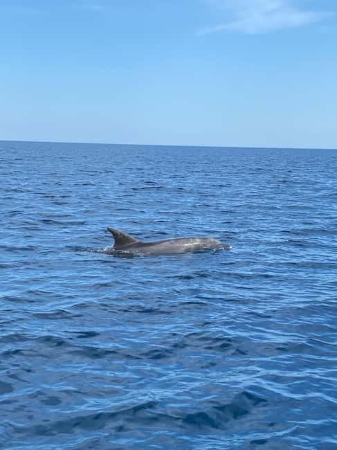 Olbia: Boat tour to watch Dolphins and snorkeling - What the seven-meter boat means for you
