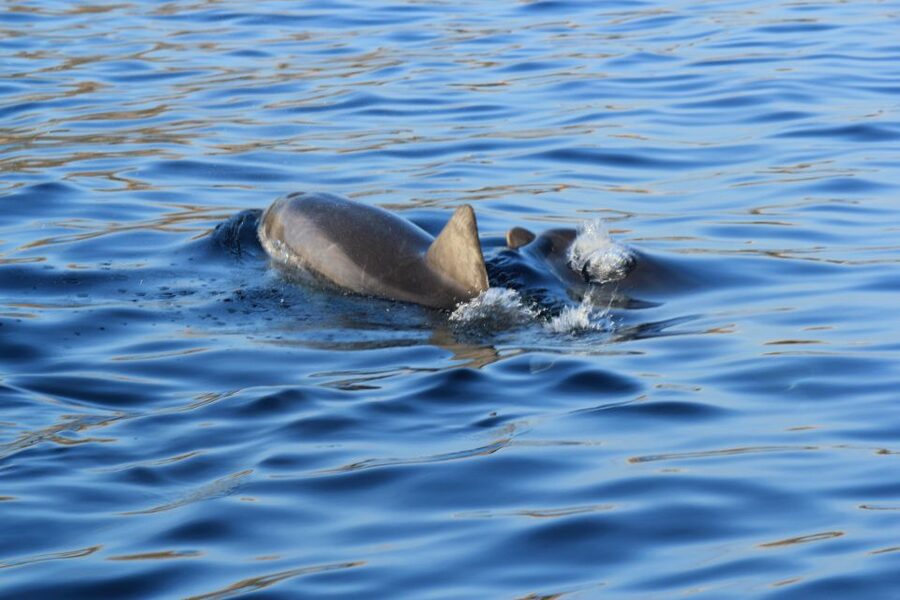 Olbia: Dolphin Watching and Snorkeling Boat Tour - The 35-minute run toward Figarolo
