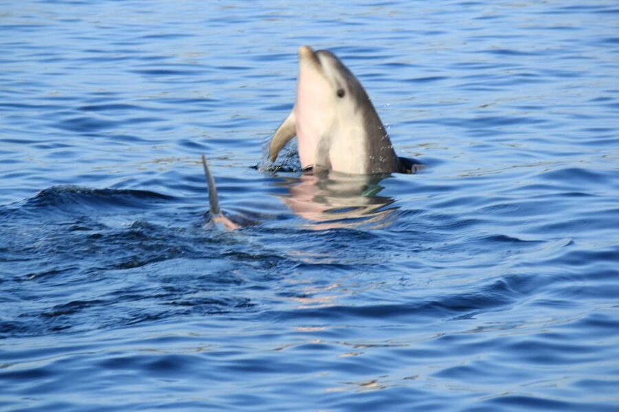 Olbia: Dolphin Watching and Snorkeling Boat Tour - Watching dolphins near the fish farm