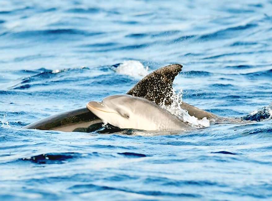 Olbia: Dolphin Watching & Snorkeling Boat Tour near Figarolo - Key points to know before you book