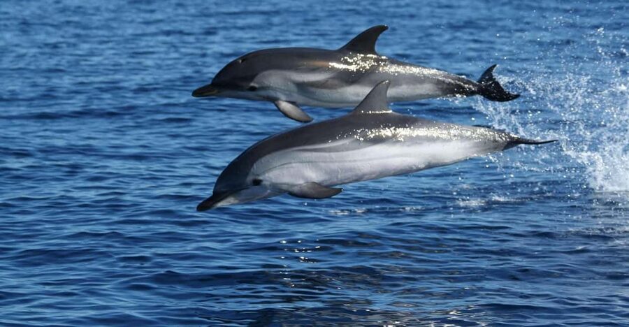 Olbia: Dolphin Watching & Snorkeling Boat Tour near Figarolo - Booking details that affect your day