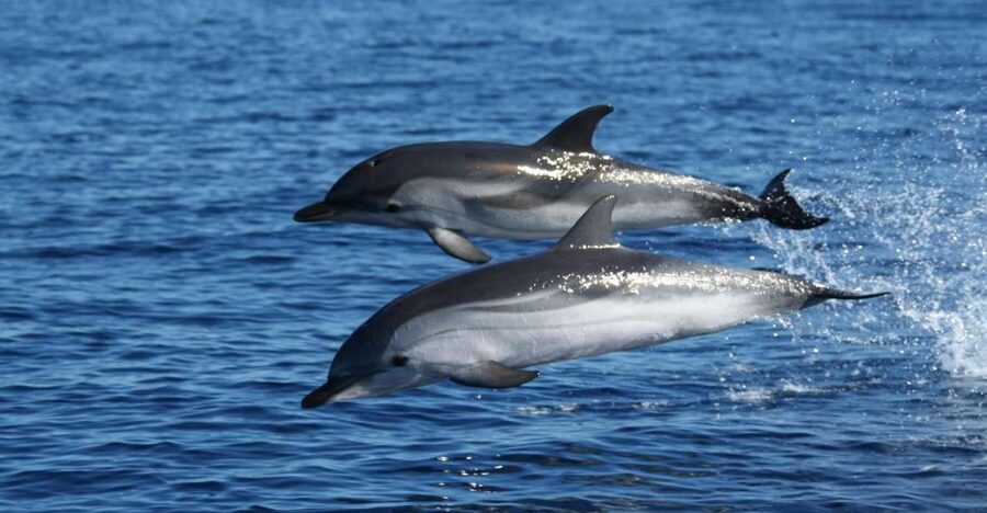 Olbia: Dolphin Watching & Snorkeling Boat Tour near Figarolo - Why this Olbia boat trip works so well