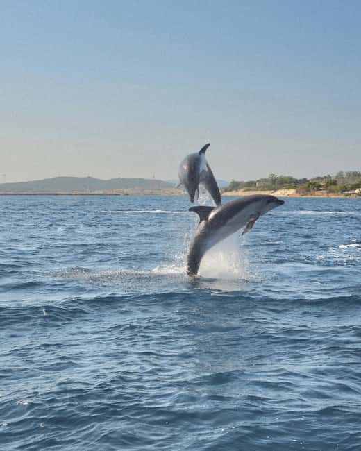 Olbia: Dolphin Watching & Snorkeling Boat Tour near Figarolo - The fast ride toward Isola di Figarolo