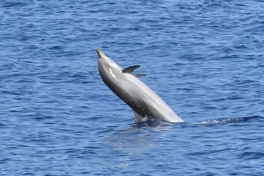 Olbia: Dolphin Watching & Snorkeling Boat Tour near Figarolo - Cala Moresca brings the swimming break