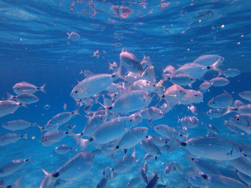 Olbia: Dolphin Watching & Snorkeling Boat Tour near Figarolo - What the boat ride really feels like