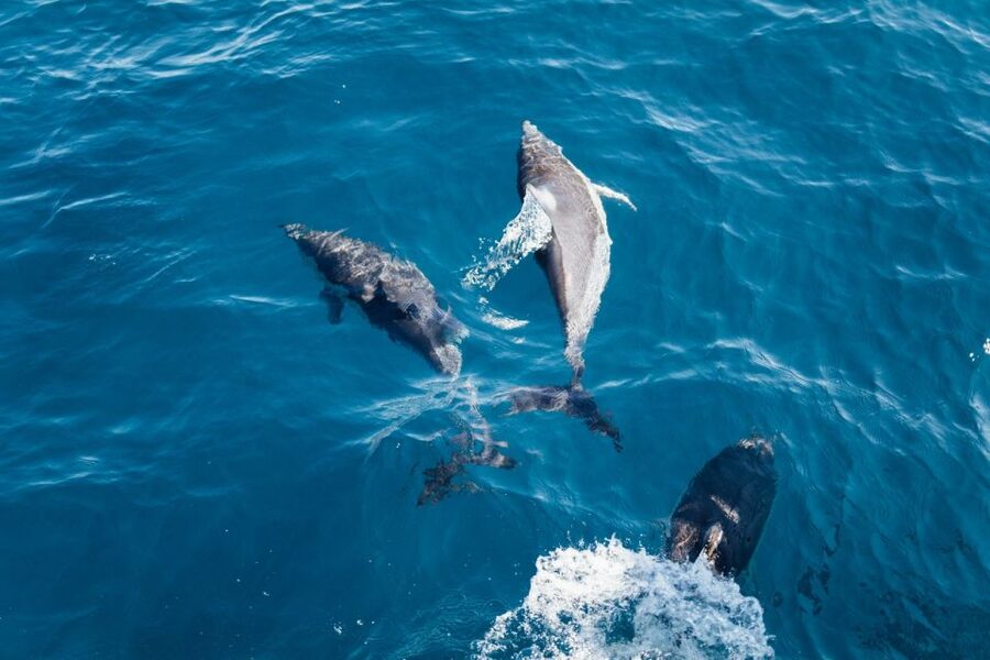 Olbia: Dolphin Watching & Snorkeling Boat Tour near Figarolo - Who will get the most from this tour