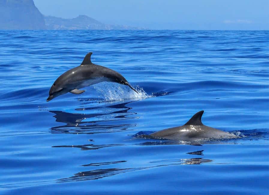 Olbia: Dolphin Watching & Swim and snorkel in Capo Figari - Dolphins, clear water, and a small-boat feel