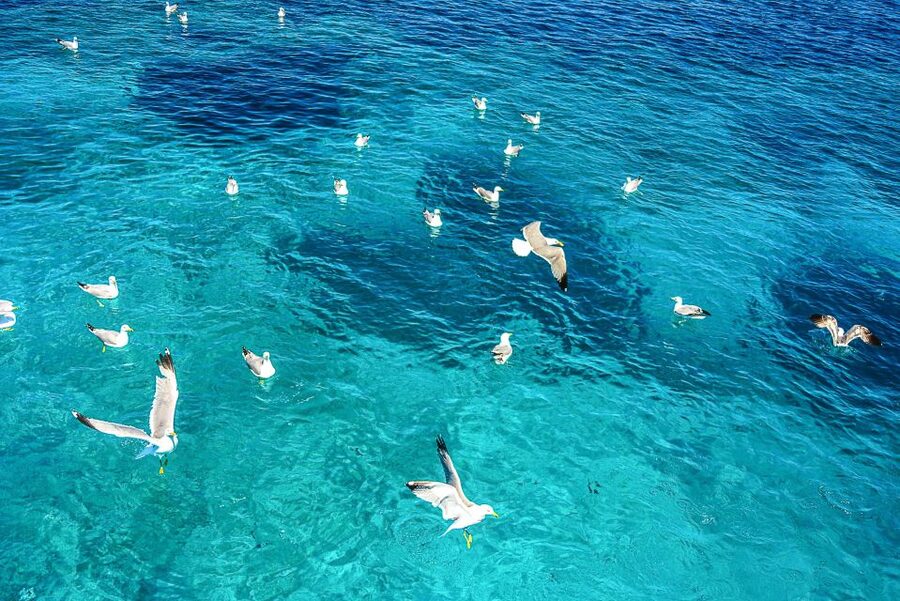 Palau: La Maddalena Archipelago and Caprera Island Boat Tour - Cala Corsara on Spargi is the main swim break