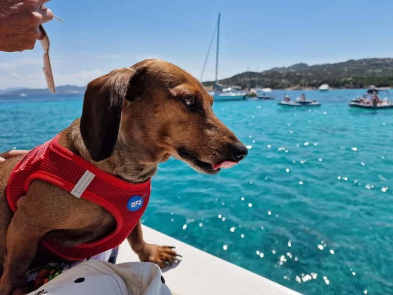 Palau: La Maddalena Archipelago Comfort Boat Tour with Stops - Should you book the Palau to La Maddalena boat tour?