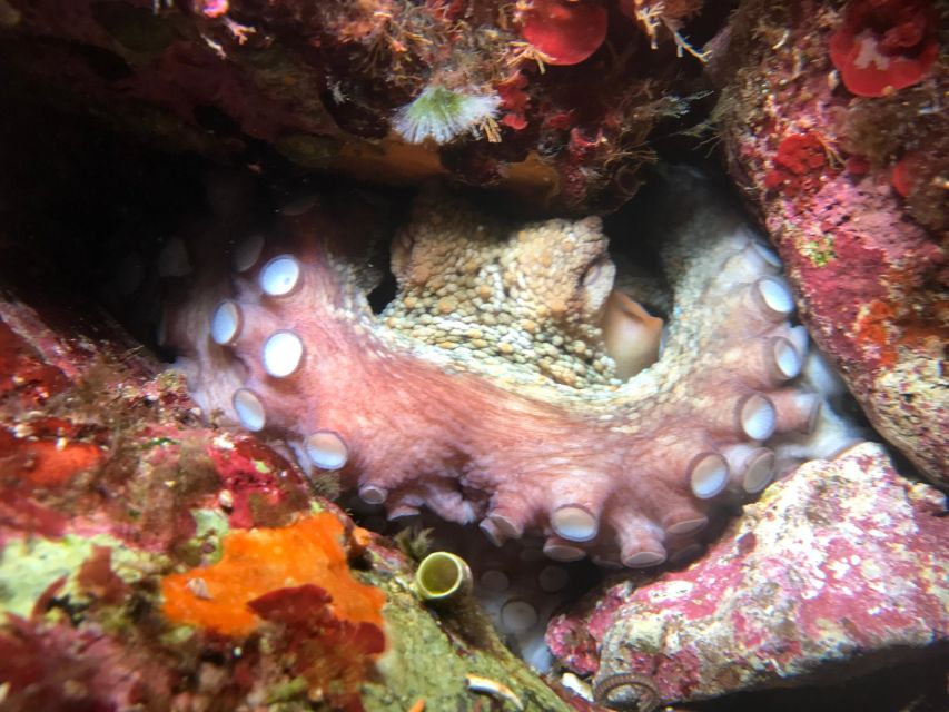 Palermo: Full-Day Snorkeling Boat Tour with Lunch and Wine - The final Mondello swim and ride back