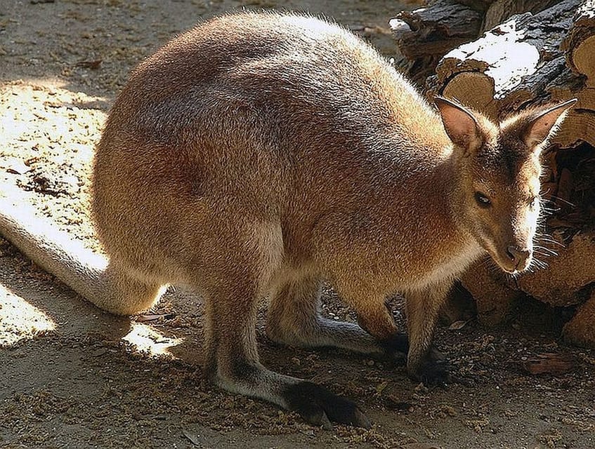 Rome: Bioparco di Roma Zoological Garden Entry Ticket - Key points to know before you go
