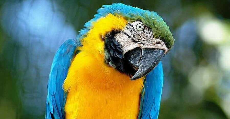 Rome: Bioparco di Roma Zoological Garden Entry Ticket - Getting there and choosing your time