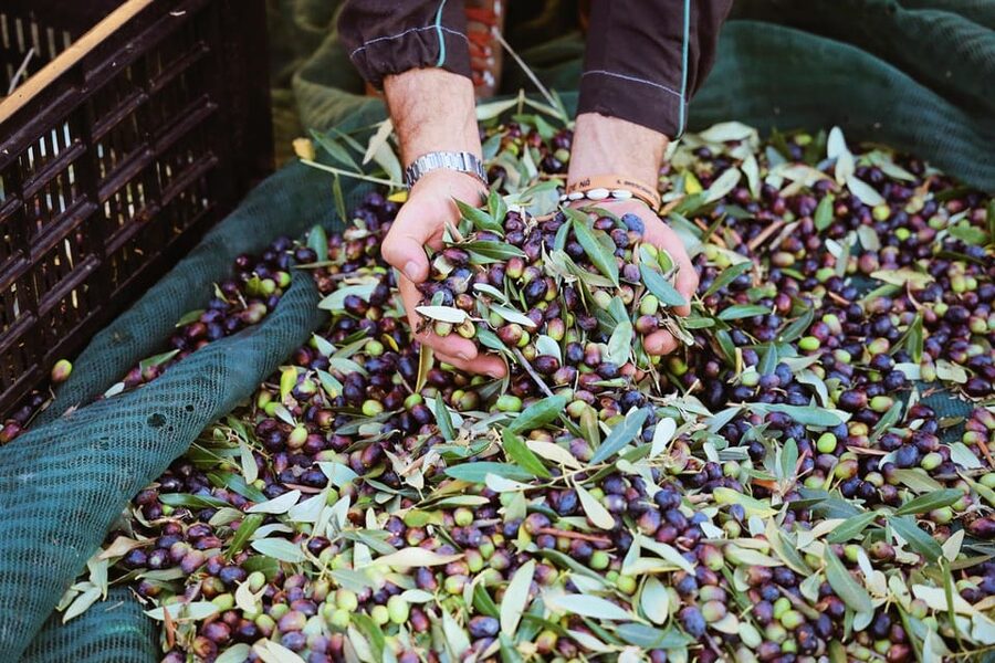 San Felice: Olive Oil Tasting with local food on Garda Hills - Practical details before you book