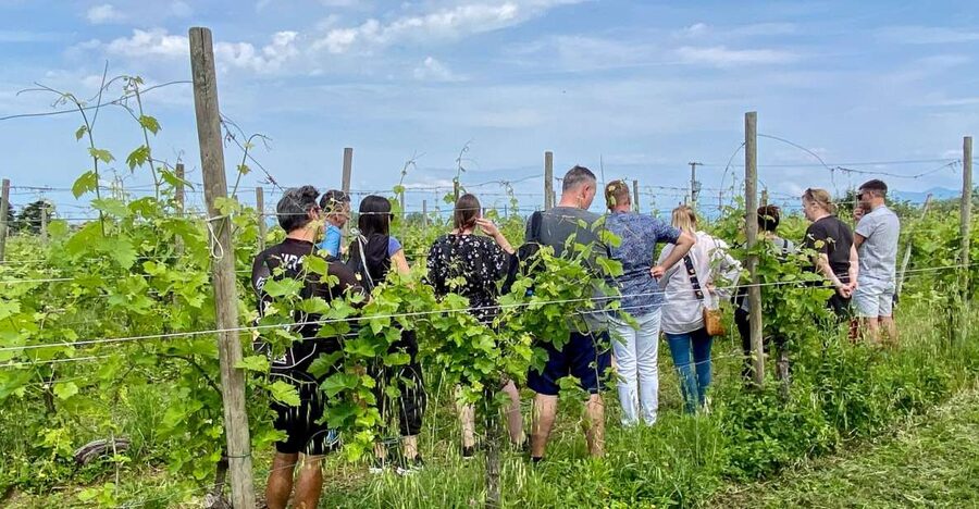 Sirmione: Vineyard Tour with Lugana Wines and Local Tastings - Key points at a glance