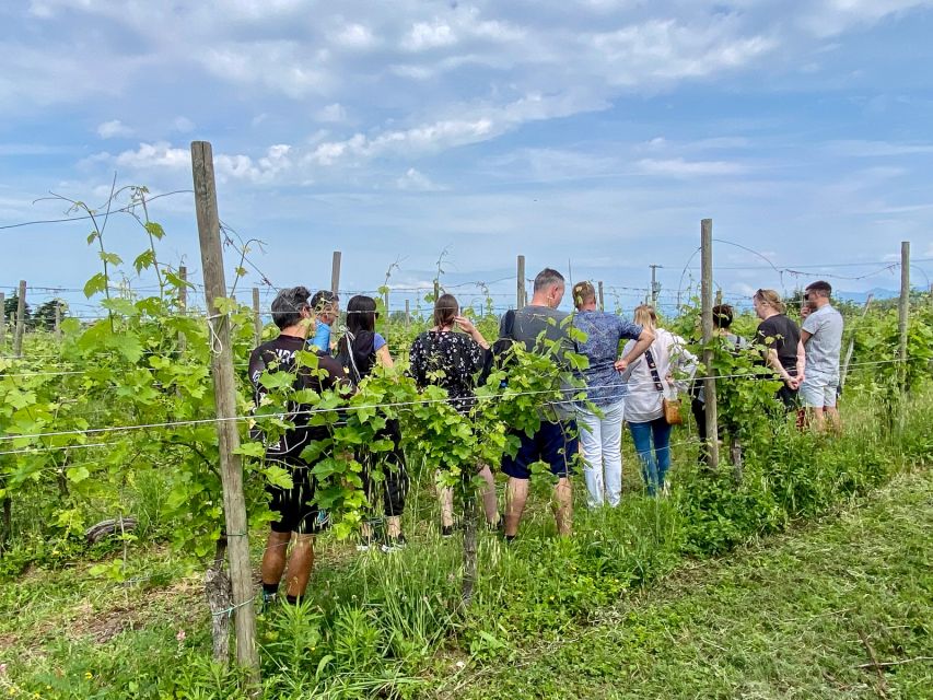 Sirmione: Vineyard Tour with Lugana Wines and Local Tastings - A small winery outside Sirmione