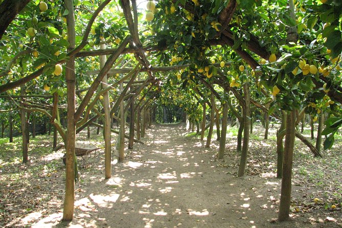 Sorrento Farm and Food Experience including Olive Oil, Limoncello, Wine tasting - Key things to know