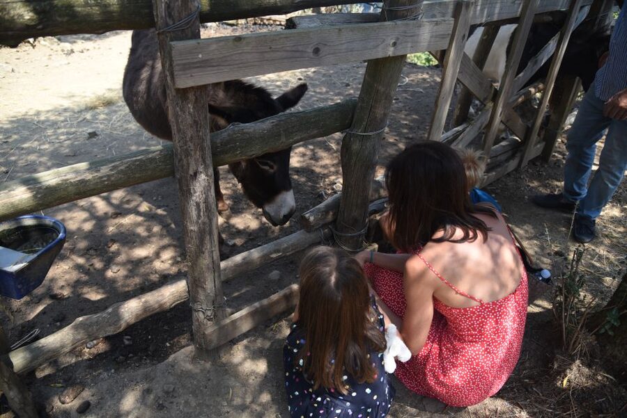 Sorrento: Farm Tour with Cheese Tasting & Pizza Making Class - Practical details that affect your choice