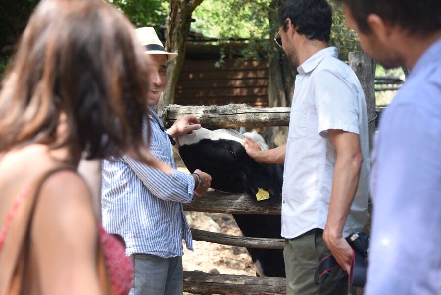 Sorrento: Farm Tour with Cheese Tasting & Pizza Making Class - A farmhouse lunch with plenty of local produce