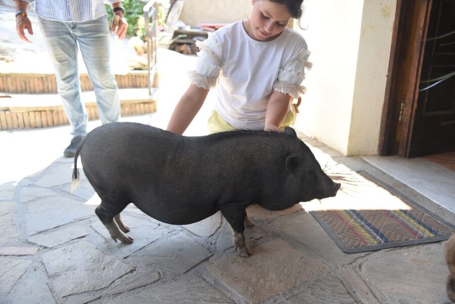 Sorrento: Farm Tour with Cheese Tasting & Pizza Making Class - The 11:30 pickup from central Sorrento