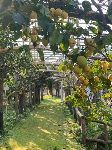 Sorrento: Lemon Garden Tour with Marmalade Tasting - Why Sorrento’s lemons deserve their own tour