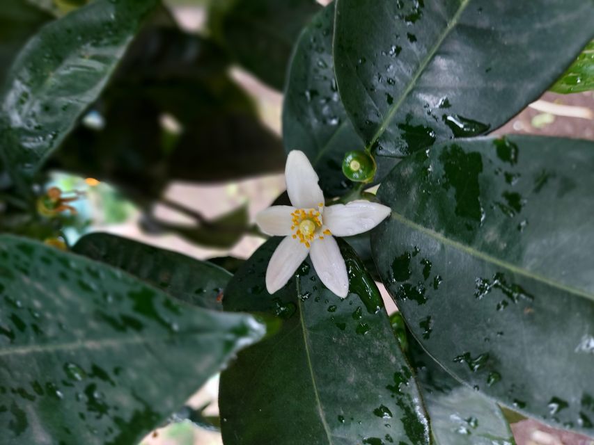 Sorrento: Lemon Garden Tour with Marmalade Tasting - Walking through La Limonaia