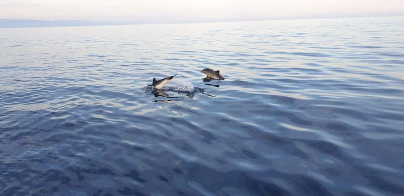 Sunset tour in search of dolphins with aperitif - A sunset cruise with more than dolphins